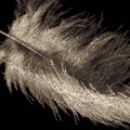 Pribloškiantis menas: plunksna iš tūkstančių nuogų kūnų