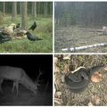 Slaptieji rezervato kadrai: nufilmavo, ką miške veikia žvėrys