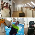 Supras ne kiekvienas: lietuviški gyvūnų viešbučiai siūlo neįtikėtinas paslaugas