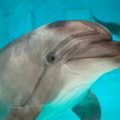 Australijoje žuvo mažiausiai 380 įstrigusių delfinų