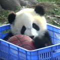 „Slaptas pandų gyvenimas“ (62 serija): krepšinio kamuolys dėžėje