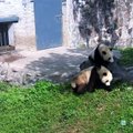 „Slaptas pandų gyvenimas“ (46): nejaugi jos neturi kaulų?