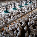 Prancūzijos ūkininkams uždrausta išleisti paukščius į lauką