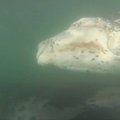 Garsus Čilės banglentininkas užfiksavo banginio patelę su jaunikliu