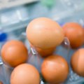 Italijoje tiriant fipronilo skandalą konfiskuota tūkstančiai kiaušinių ir vištų