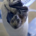 San Diego zoologijos sode po Cezario pjūvio gimė šikšnosparnis