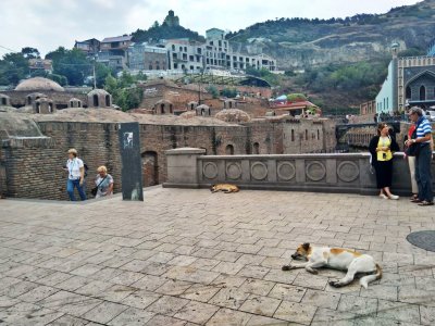 Tbilisyje gyvena labai daug benamių šunų