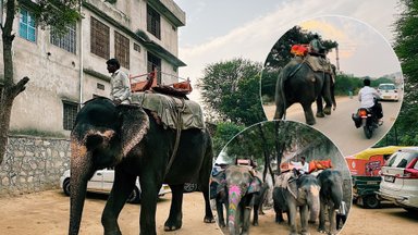 Liūdesį keliantis miestas, kuriame drambliai vaikšto gatvėmis tarp automobilių ir žmonių yra naudojami kaip taksi