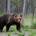 Švenčionių rajono miškais keliauja rudoji meška