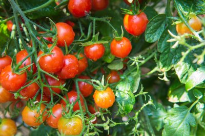 Pomidorai