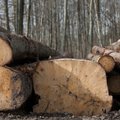 Kol medienos fabrikai stovi be darbo į lietuvišką medieną kėsinasi kinai