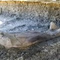 Archeologai džiūgauja: rastas didžiulis ir gerai išsilaikęs dinozauro kaulas