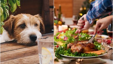 Gardus kąsnelis nuo stalo – menkas džiaugsmas augintiniui: dažną šunų šeimininkų įprotį būtina pamiršti