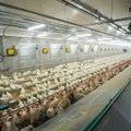 Крупные литовские птицефабрики не выдержали кризиса: расторгают договоры с фермерами, закрывают производство