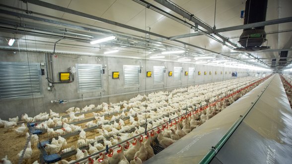 Vilnius and Kaisiadorys poultry farms plan export expansion to UAE