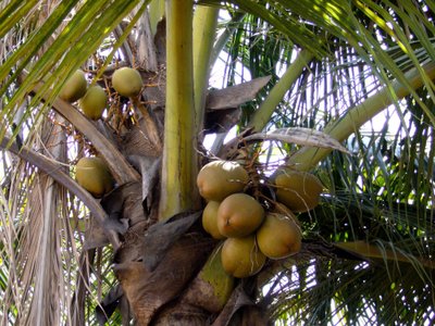 Kokosų palmė Indijoje