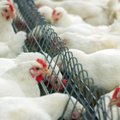 Lithuanians in modern slavery case: sleeping with chickens, denied proper food, and rest