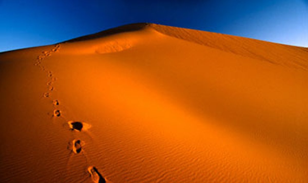 Sacharos dykuma. Alžyras.