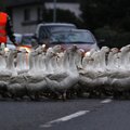 Naminiai paukščiai bus uždaryti