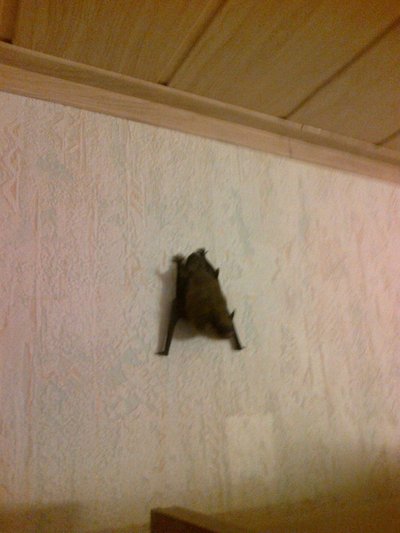 Sakitytojo namuose pasirodęs šikšnosparnis