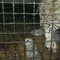 Jaltos zoologijos sode pasaulį išvydo keturi baltųjų tigrų jaunikliai