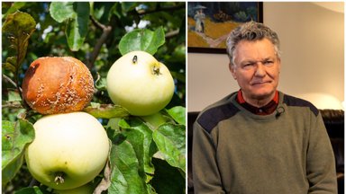 Amšiejus paaiškino, kodėl ant medžių supūva obuoliai ir kaip to išvengti: yra dvi priežastys