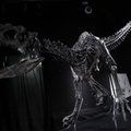 Aukcione Paryžiuje parduoti dviejų dinozaurų skeletai