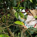 Kavos ūkininkai nusisuka nuo savo augalų maitintojų: renkasi pelningesnius sprendimus