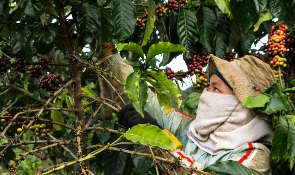 Kavos plantacija Vietname