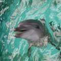 Peru išgelbėtas ant sausumos užplaukęs delfinas