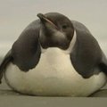Imperatoriškasis pingvinas atplaukė iš Antarktidos į Naująją Zelandiją