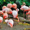 Flamingai pasiryškina plunksnas natūralia kosmetika