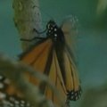 Meksikoje atidarytas monarcho drugelių rezervatas