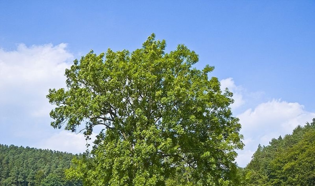 Uosis (Fraxinus excelsior)