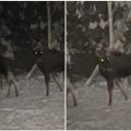 Medžiotojas nufilmavo, kaip miške „kalbasi“ briedžiai: garsai labai neįprasti