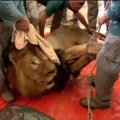 Izraelyje liūtui atlikta sudėtinga auglio šalinimo operacija