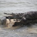 Siaubo apimtas sūnėnas matė, kaip krokodilas sudrasko jo dėdę