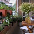 TOP 3 populiariausios šių metų augalų tendencijos: idėjos, kaip papuošti savo balkoną ar sodą