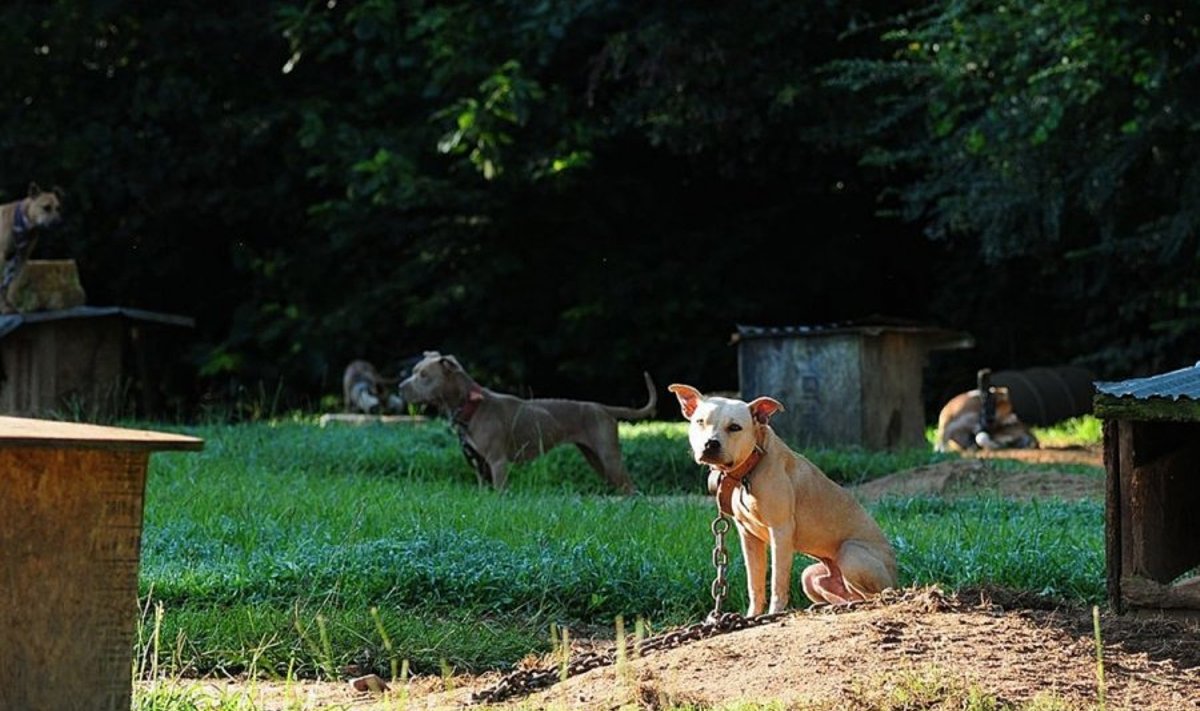 Alabamoje pitbuliai gyveno tokiomis sąlygomis, taip pat buvo priversti dalyvauti šunų pjautynėse