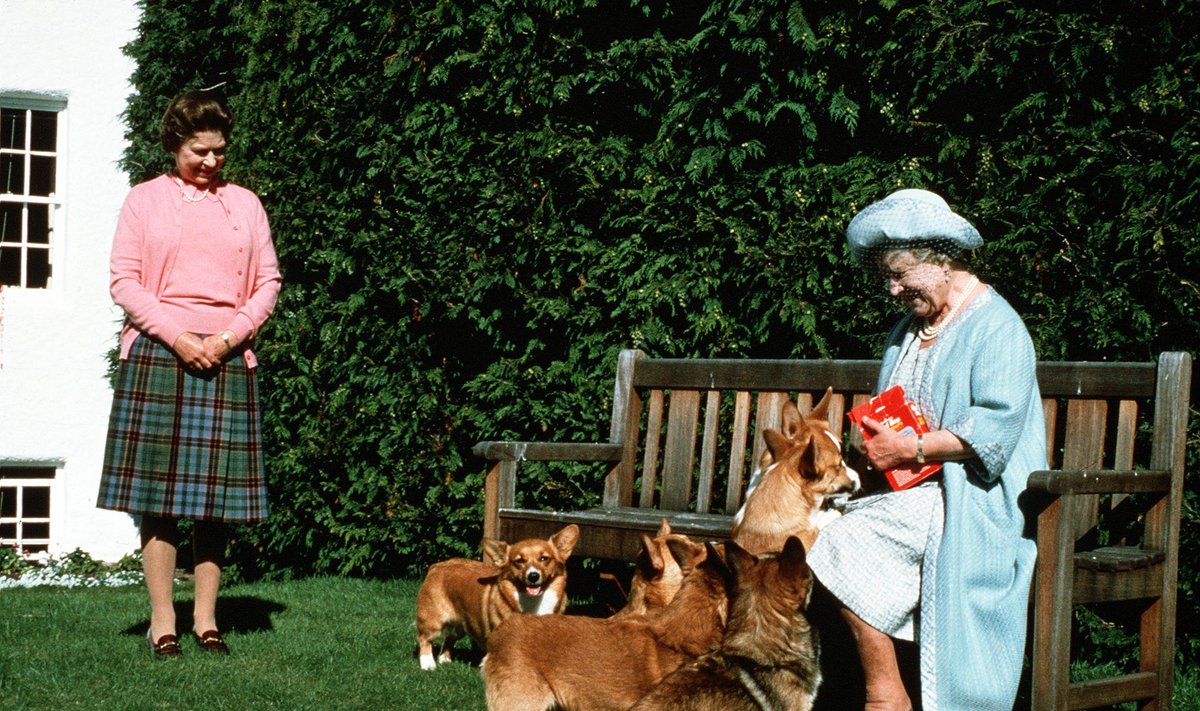 Karalienė Elžbieta II, karalienė Motina ir jos korgiai