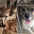 Šunienos festivalis Kinijoje: aktyvistai išgelbėjo 135 mirties laukusius šunis
