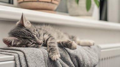 Kodėl katės šlapinasi namuose ir ką su tuo daryti?