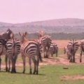 Kaip zebrai sukuria kirpyklos stulpo efektą