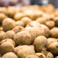 Potato plague detected in Lithuania