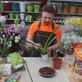 Kaip tinkamai paruošti persodinimui orchidėją