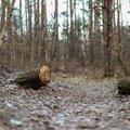 Kauno rajono gyventojai sukilo dėl miške planuojamo žvyro karjero
