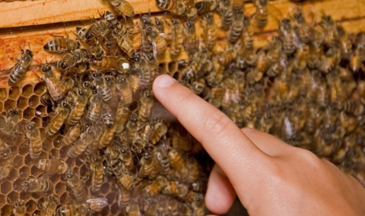 Bičių įgėlimai gali būti labai skausmingi, o alergiškiems žmonėms - mirtini