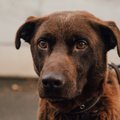 Filmo „Šuns tikslas“ kūrėjai kaltinami žiauriu elgesiu su gyvūnais