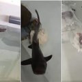 Mokslininkai šokiruoti: akvariume, kuriame gyveno vien tik ryklio patelės, gimė rykliukas