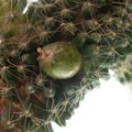 Ant namuose augančio kaktuso – nematytas vaisius